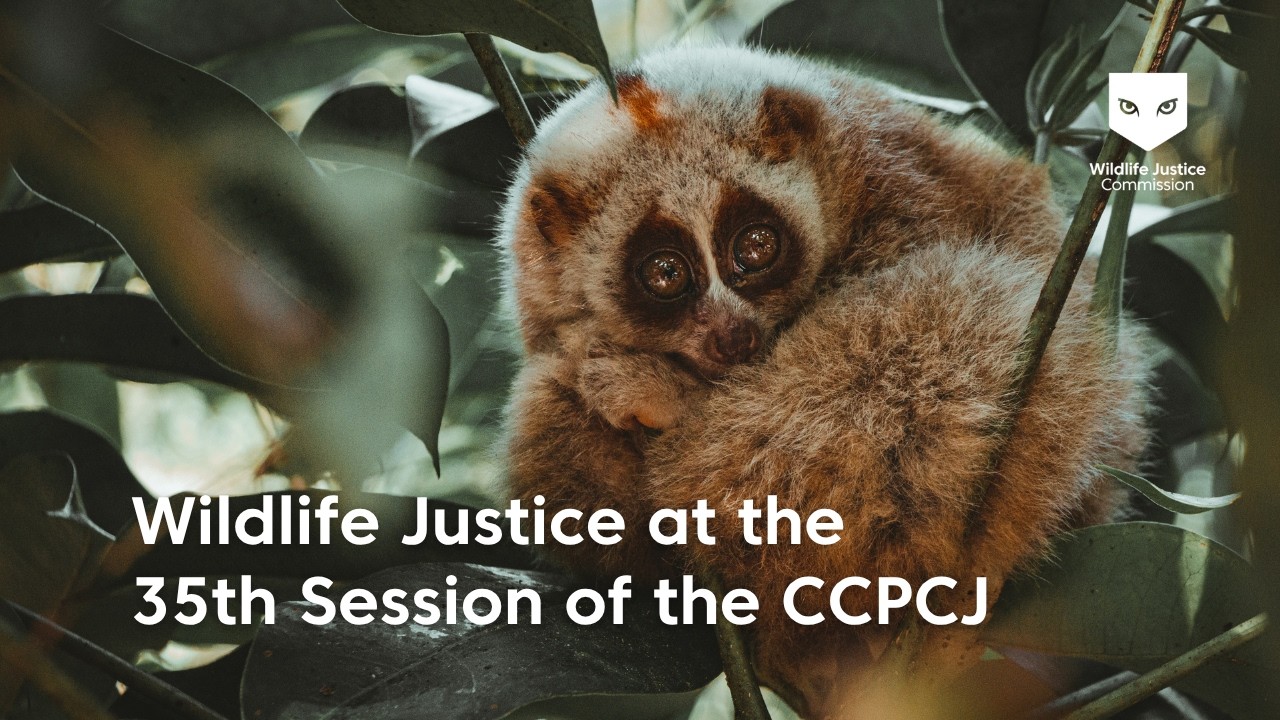 WJC urges States to strengthen criminal justice responses to crimes that affect the environment
