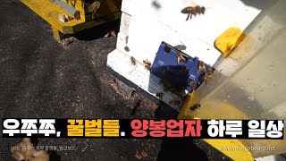 91년생 양봉업자의 하루일과