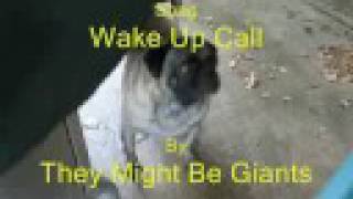 My new dog revisited -They Might be Giants - Wake up Call