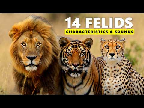 14 Fascinating Felids Explained | Educational Facts for Kids & Adults