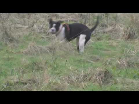 Diamond Rings - Halo - Kee Kee - 1 - CAK.wmv