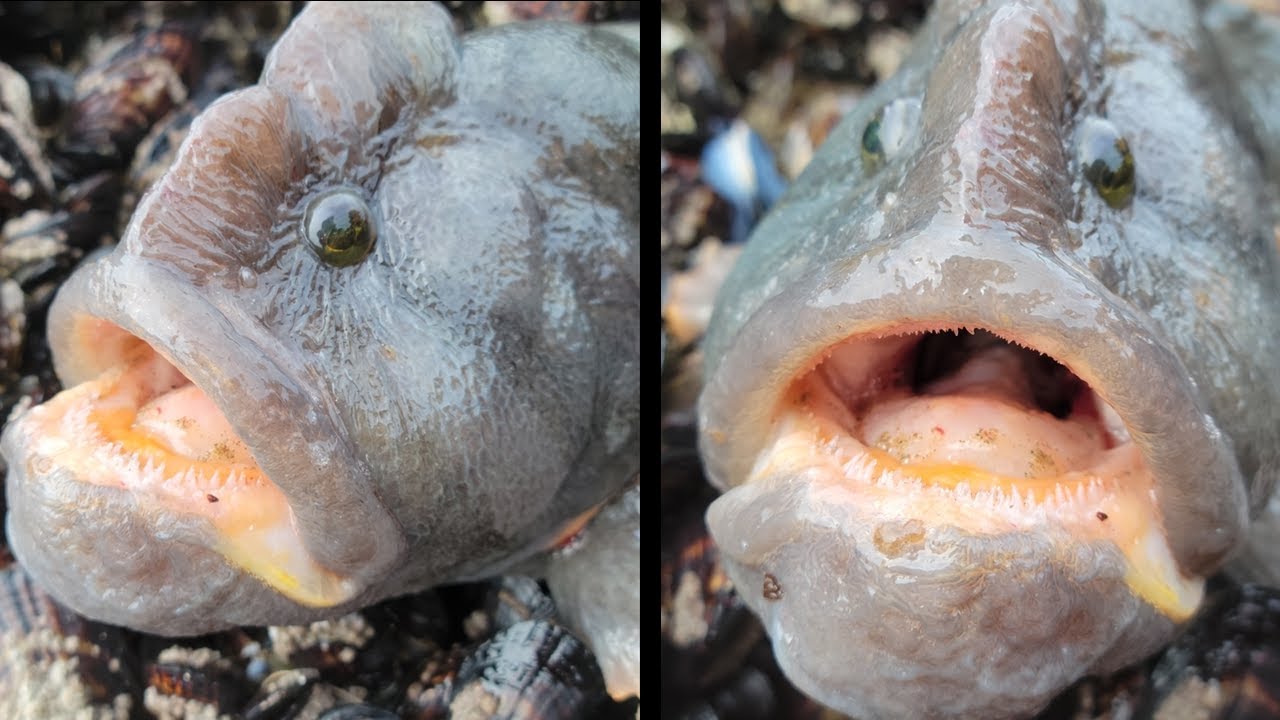 Facts: The Monkeyface Prickleback (Monkeyface Eel) facade placeholder