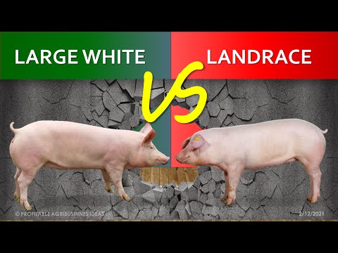 , title : 'Large White or Yorkshire vs Landrace | The Comparison of Two Best Pig Breeds | What is F1 Hybrid?'