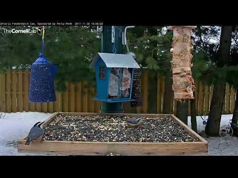 Red-breasted Nuthatch Pair Visits Ontario FeederWatch Cam – Nov. 30 ,2017