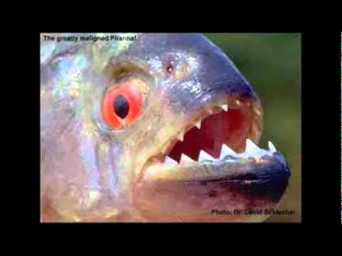 Death Before Dishonor Official Music Video