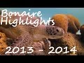 Diving - Bonaire - Highlights 2013 bis 2014 - Karibik, Bonaire, Niederländische Antillen, Seepferdchen, Korallen, Oktopus