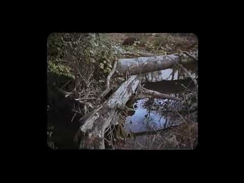 Chichilcitlalli - Forest Dream ft  ATMPK (Official Video)