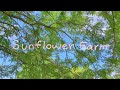 Sunflower Farm Claydrian Movies 2020