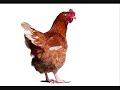 Chicken song 10 hours