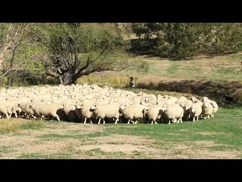 Sheep Herding