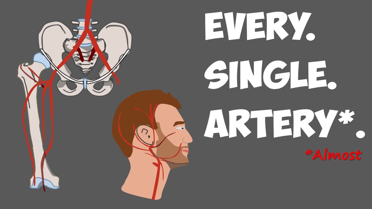 Every Artery in the Human Body