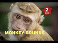 Monkey Sounds Monkey Names Kids And Toddlers