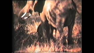 preview picture of video '1976 Zambia   South Luangwa National Park, VHS10/3 , Walking Safari, A Norman Carr Organisation, by'