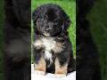 Miniature Australian Shepherd dogs for sale: Ian - Video 1