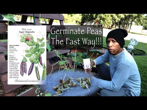 , title : 'How to Germinate Peas The Fast Way - Sugar magnolia #gardening #garden #cc'