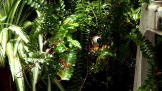 Un viaje por mis plantas  / Mike Oldfield - Ommadawn pt. 1