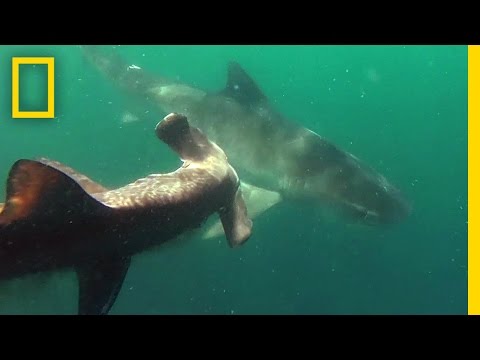 Tiger Shark vs. Hammerhead Shark | National Geographic