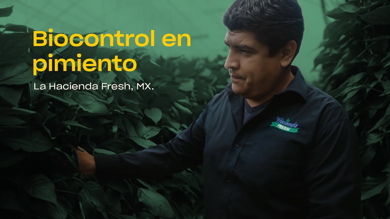 Video preview poster