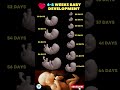 4 - 8 Weeks Baby development 🚼😍 Fetal development | Pregnancy week by week #shortsvideo #baby