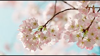 [힐링음악 65편] (봄을 품은 벚꽃) 머리가 맑아지는 풍경 #1시간 #힐링음악 #명상음악 #벚꽃 #봄