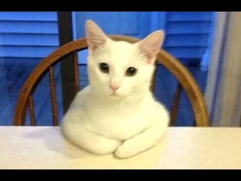 Kattenkaarten: Hier zijn enkele katten die zich gedragen als mensen, echt grappige kattenvideo