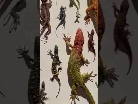 Lizards many types #lizard #art #beautiful #awesome