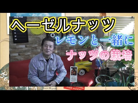 ツリーヘーゼル 植物