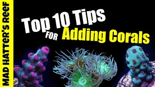 Top 10 Tips for Adding Corals to a Reef Tank