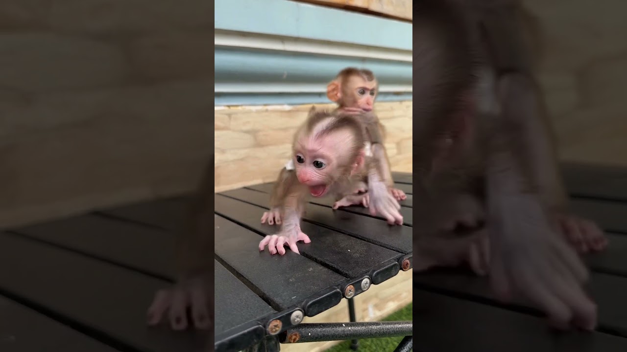 So sad baby Monkey #cute #pets #love #adorable #socute #cuteanimal #adorably #cutemonkey #adoreble