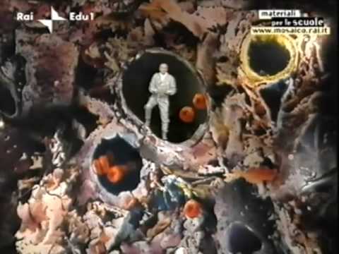 Aguls che si pulisce da aglio di parassiti Tenia di parassiti di una fotografia