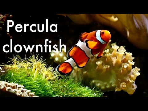 Percula clownfish playing in a marine aquarium - Chester Zoo
