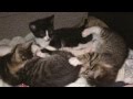 Колыбельная для котят 