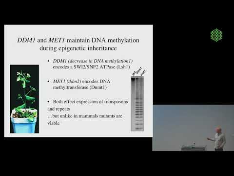 EMBL Keynote Lecture - Germline reprogramming and epigenetic inheritance of transposable elements