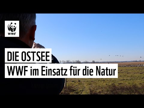 Todeszonen stoppen! Wie Naturschutz die Ostsee rettet 🌱🌊