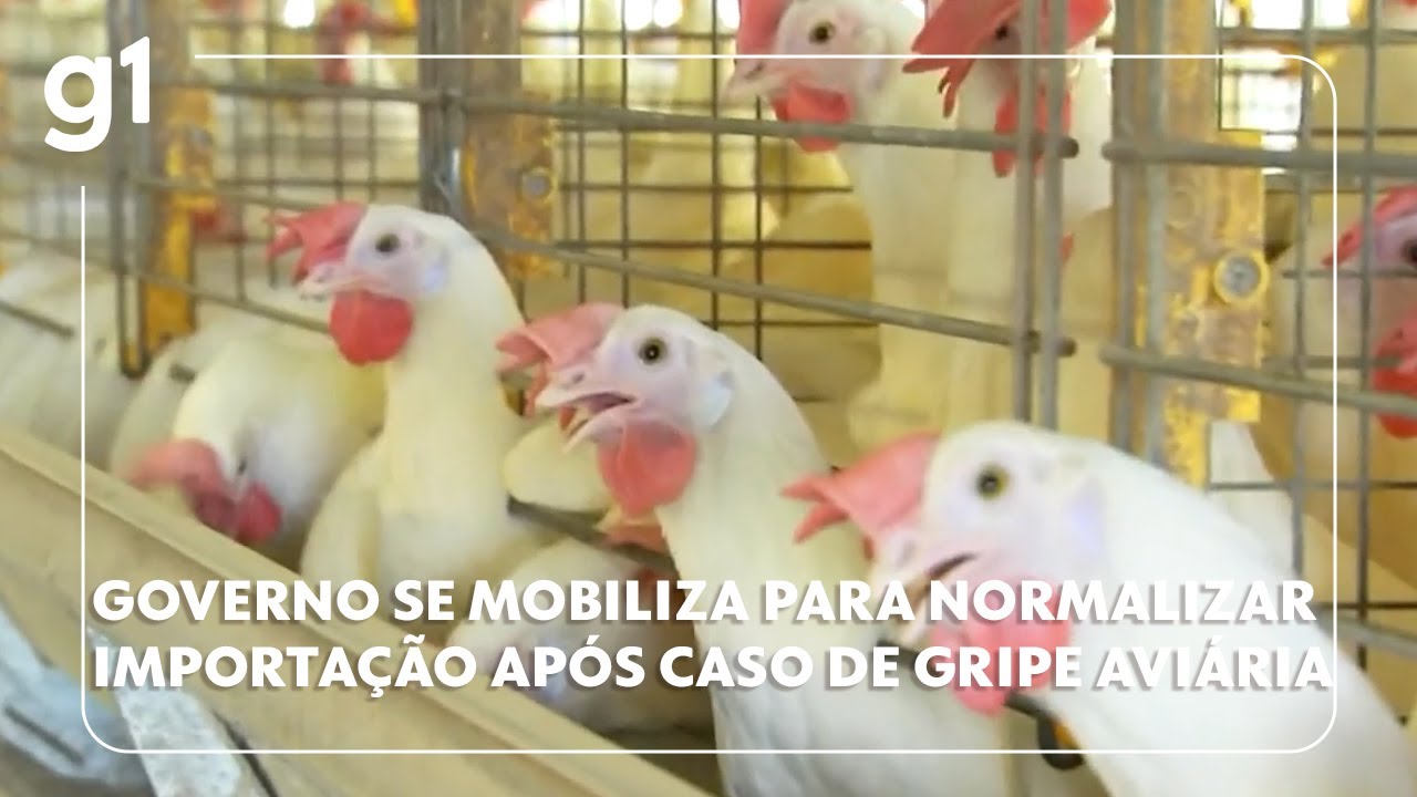 Governo se mobiliza para normalizar importações após caso de gripe aviária no Brasil