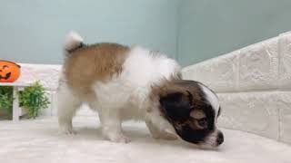 パピヨンの動画01