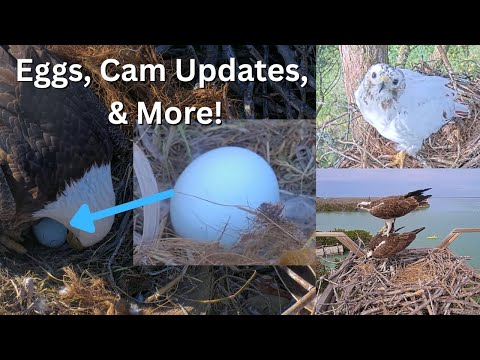 Captiva Eagle, Osprey, & Angel the Leucistic Red Tail Hawk Updates 2026!