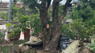 Cutting branches of the Bodhi tree | Bodhi tree of the North