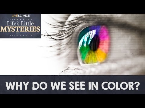 Why Do We See in Color?