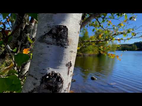 Senda de la Laguna de la Clara (P. N. Lago de Sanabria y Sierras de Segundera y Porto - Zamora)