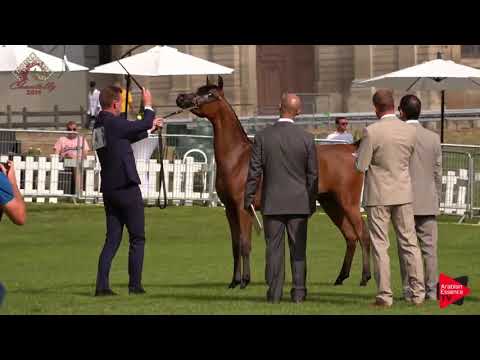 N.4 TAIBAH AL BARIQ - Chantilly 2019 AHO World Cup - Yearling Fillies (Class 1A)