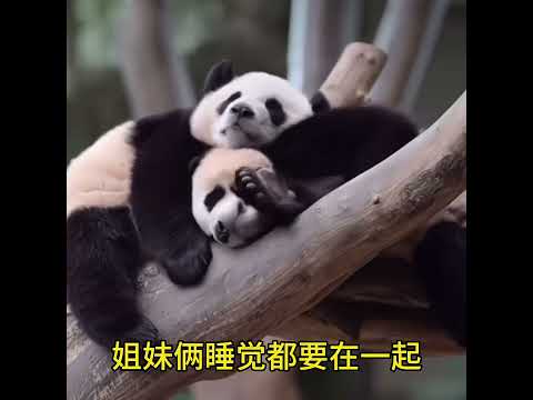 相亲相爱的姐妹俩，睡觉牵着手抱在一起睡睿宝辉宝 爱宝双胞胎