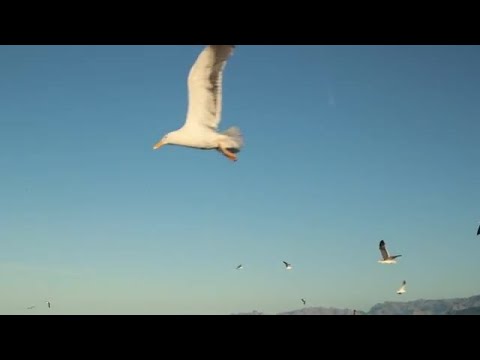 Seagulls Flying By Stock Video