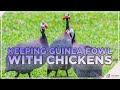 Keeping Guinea Fowl with Chickens 9 Things You Must Know