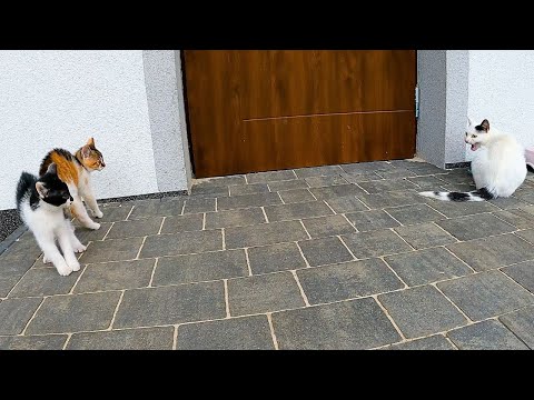 Pierwsza konfrontacja. Dzielny mały kotek wytrzymał napięcie