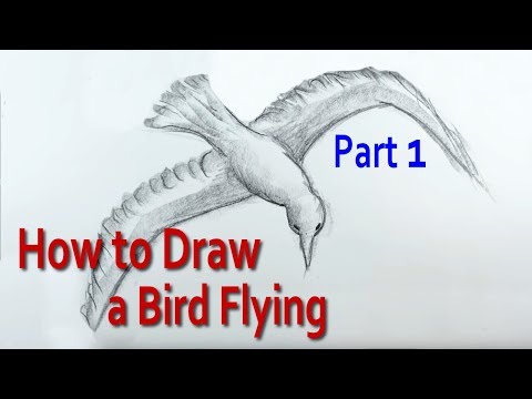 How to Draw a Bird Flying in the Sky