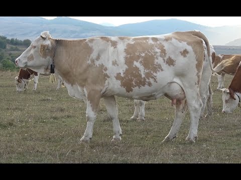 Testarea schizofreniei: imaginea unei vaci Test de viziune a vacii