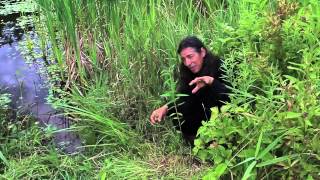 7Song talks about Blue Vervain (Verbena hastata)