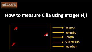 How to measure Cilia using CiliaQ in ImageJ Fiji