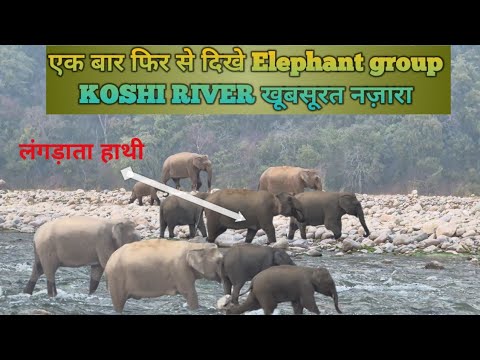 आज दिखे पहली बार इतने नजदीकी से हाथियों का groups लंगड़ाते हाथी ने पूरा दिया साथ |